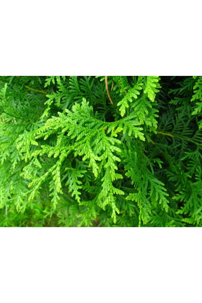 Туя западная Брабант ТОПИАР ПИРАМИДА 